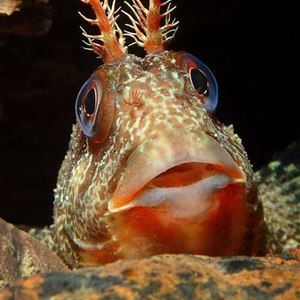 Meet your Posher, Steve